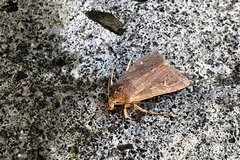 Ichneutica alopa