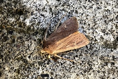 Ichneutica alopa