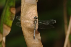 Libellulidae