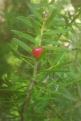 Podocarpus acutifolius