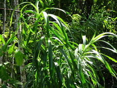 Dracaena americana