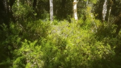 Podocarpus acutifolius