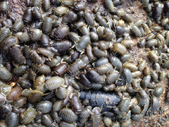 Isopoda