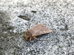 Ichneutica alopa