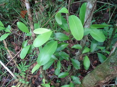Erythroxylum guatemalense