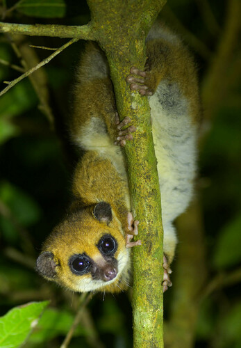 Montagne d'Ambre dwarf lemur (Cheirogaleus andysabini) — Endangered Mammalia