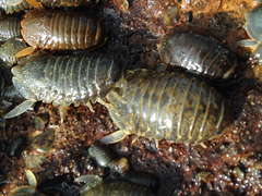 Isopoda