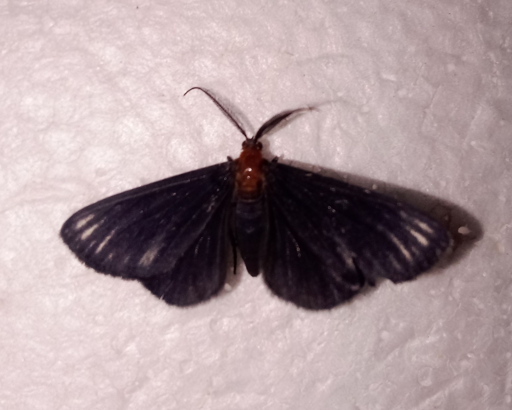 Melanchroia geometroides