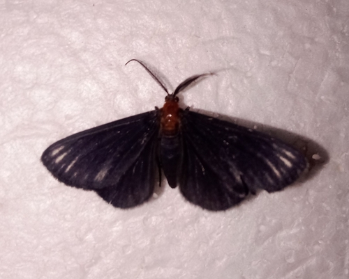 Melanchroia geometroides