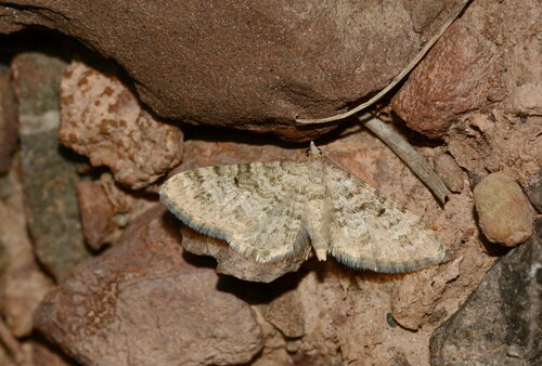 Eupithecia nephelata