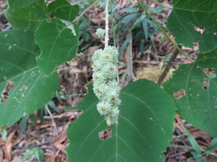 Mallotus apelta, photograph (c) Toby Y, some rights reserved (CC BY)