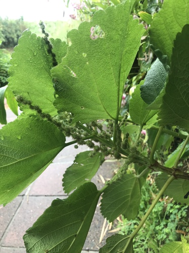 Boehmeria egregia iNat (1)