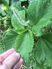 Boehmeria holosericea, photograph author not stated, no rights reserved