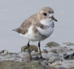 Charadrius falklandicus
