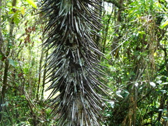 Cryosophila stauracantha