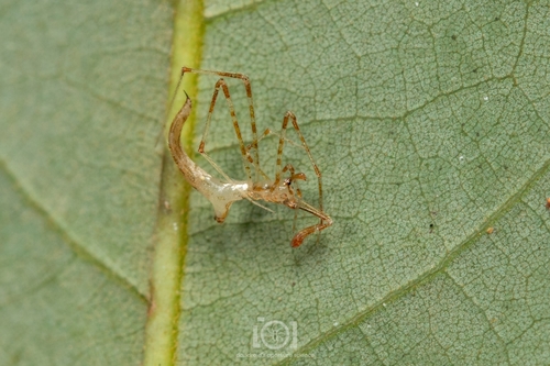 Cobweb spiders photo 4