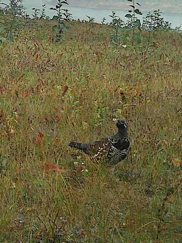 Spruce Grouse