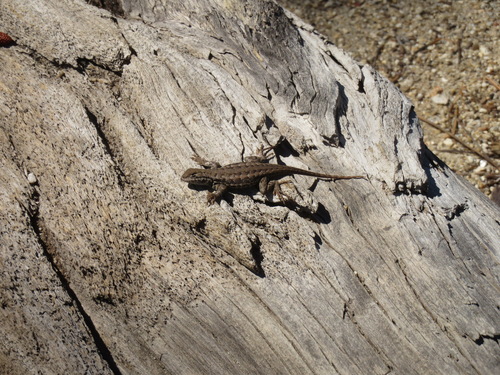iNaturalist observation photo of Western Fence Lizard