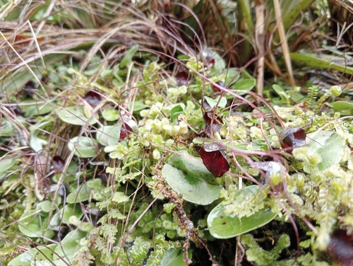 Image of Corybas iridescens by (c) John Barkla, some rights reserved (CC BY)