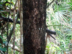 Metopium brownei