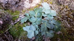 Anisotome pilifera