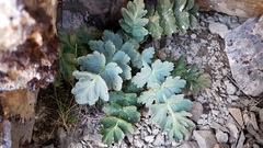 Anisotome pilifera