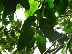 Mouriri exilis