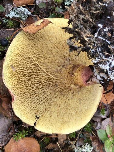 Red Bog Bolete (Suillus paluster)