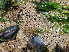 Boccardia claparedei