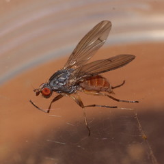 Pseudolyciella