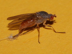 Pseudolyciella