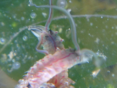 Boccardia claparedei