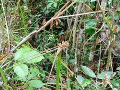 Rhynchospora cephalotes