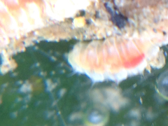 Boccardia claparedei