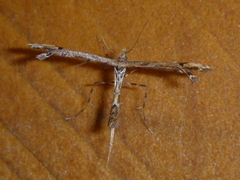 Amblyptilia