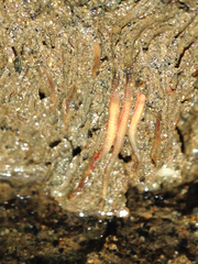 Boccardia claparedei