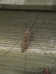 Tipula confusa