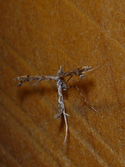 Amblyptilia