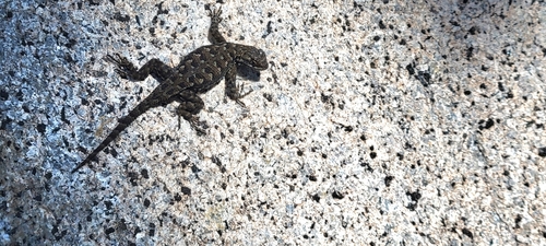 iNaturalist observation photo of Sierra Fence Lizard