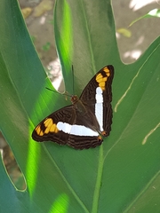 Adelpha phylaca phylaca