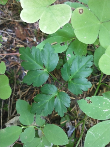 Image of Oregon Goldthread (Coptis laciniata) by no rights reserved