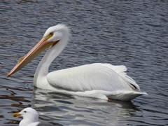 Pelecanus erythrorhynchos