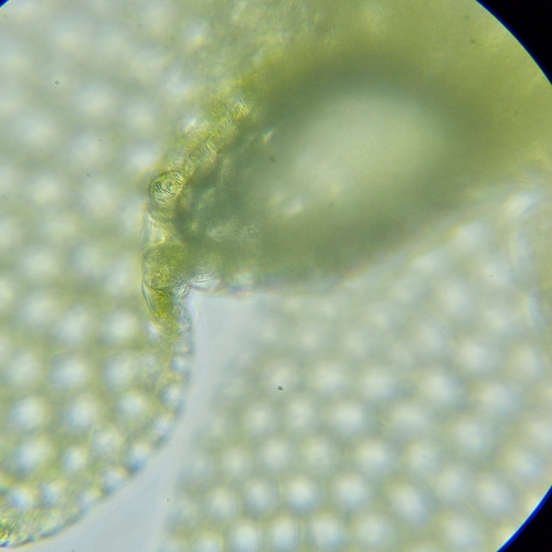 Image of Lejeunea patens by (c) Helen Waterman, some rights reserved (CC BY)