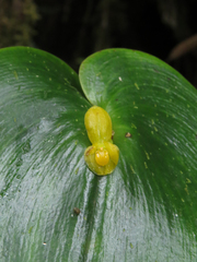 Pleurothallis cordata
