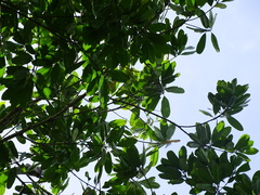 Sideroxylon foetidissimum