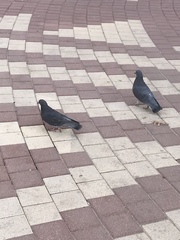 Columba livia domestica
