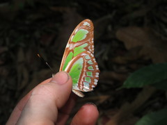 Philaethria diatonica