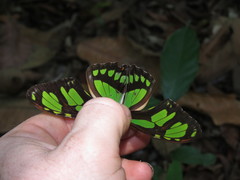 Philaethria diatonica