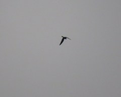 Chordeiles acutipennis