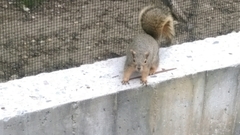 Sciurus niger